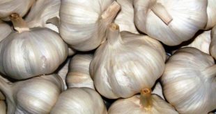 Harga Bawang Putih Terbaru Bulan Ini