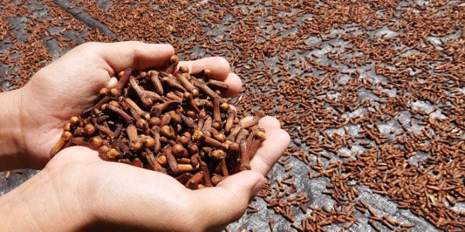 Harga Cengkeh Basah Dan Kering Bulan Ini