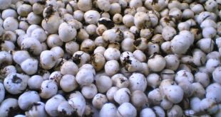 Update Harga Jamur Merang Terbaru Bulan Ini
