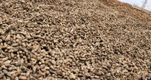 Update Harga Kacang Tanah Terbaru Bulan Ini