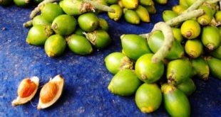 Update Harga Pinang Kering Per Kilo Terbaru