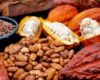 Daftar Harga Kakao (Coklat)Terbaru Bulan Ini