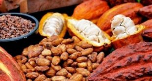 Daftar Harga Kakao (Coklat)Terbaru Bulan Ini