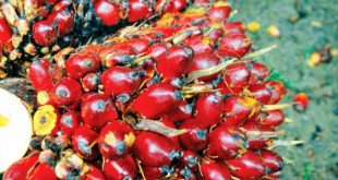 Daftar Harga Sawit per Kilo Terbaru