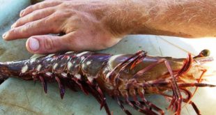 Daftar Harga Udang Terbaru Bulan Ini
