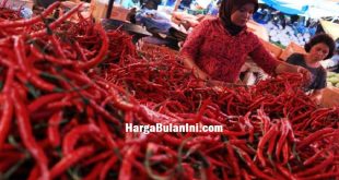 Harga Cabe Keriting per Kg Terbaru