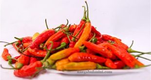 Harga Cabe Rawit Merah per Kg Terbaru