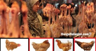 Harga Daging Ayam Afkir Terbaru