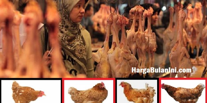 Harga Daging Ayam Afkir Terbaru