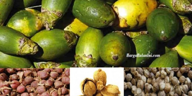 Harga Kapulaga Terbaru, Rempah rempah Termahal Yang Terus Naik