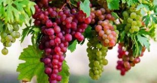 Update Harga Anggur Merah Dan Bibit Anggur Terbaru