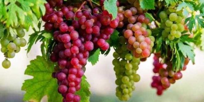 Update Harga Anggur Merah Dan Bibit Anggur Terbaru