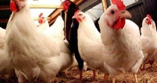 Update Harga Ayam Broiler Per Ekor Terbaru