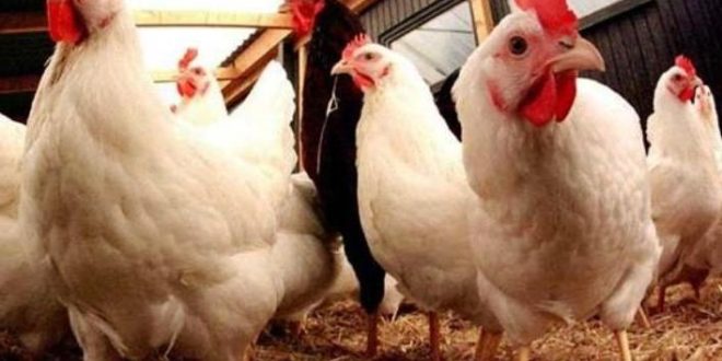 Update Harga Ayam Broiler Per Ekor Terbaru