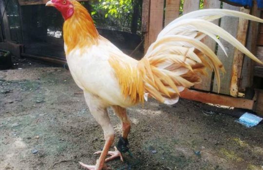 Update Harga Ayam Peru Terbaru Bangkok Golden