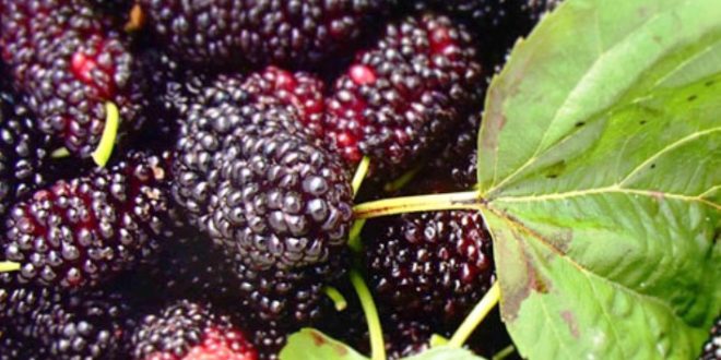 Update Harga Buah Arbei per Kg Terbaru Bulan Ini