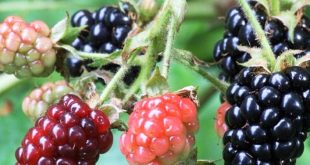 Update Harga Buah Blackberry Per Kg Terbaru Bulan Ini