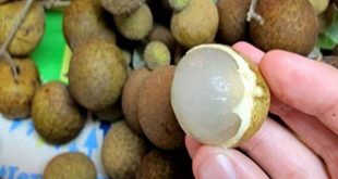 Update Harga Buah Kelengkeng Per Kg Terbaru Bulan Ini