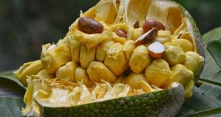 Update Harga Cempedak Per Kg Terbaru Bulan Ini