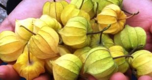 Update Harga Ciplukan Per Kg Terbaru Bulan Ini