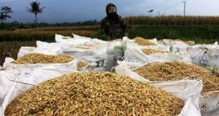 Update Harga Gabah Kering dan Gabah Basah Per KG Terbaru