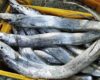 Update Harga Ikan Layur Per Ekor Terbaru Bulan Ini