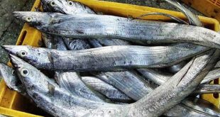 Update Harga Ikan Layur Per Ekor Terbaru Bulan Ini