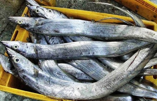 Update Harga Ikan Layur Per Ekor Terbaru Bulan Ini