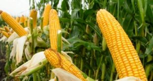 Update Harga Jagung Per Kilo Terbaru Bulan Ini