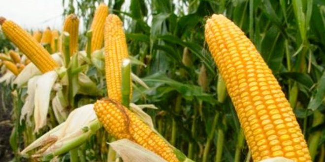 Update Harga Jagung Per Kilo Terbaru Bulan Ini