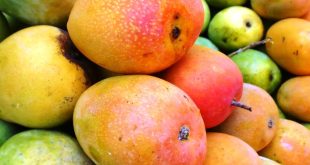 Update Harga Mangga Terbaru Bulan Ini