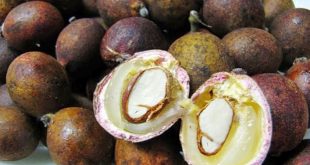 Update Harga Matoa Per Kg Terbaru Bulan Ini