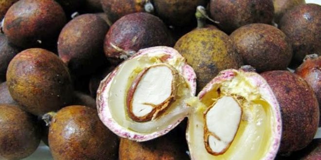 Update Harga Matoa Per Kg Terbaru Bulan Ini