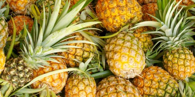 Update Harga Nanas Terbaru Bulan Ini