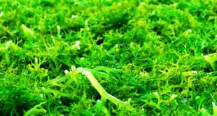 Update Harga Rumput Laut Basah Dan Rumput Laut Kering per Kilo Terbaru