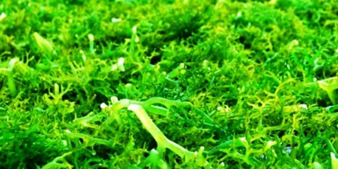 Update Harga Rumput Laut Basah Dan Rumput Laut Kering per Kilo Terbaru