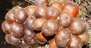 Update Harga Salak Bulan Ini