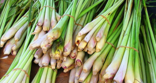 Update Harga Serai Wangi Per Kg Terbaru Dan Manfaatnya