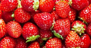 Update Harga Stroberi Per Kg Terbaru Bulan Ini Dan Manfaatnya
