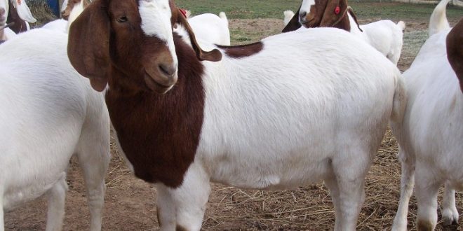 Daftar Harga Kambing Terbaru Bulan Ini