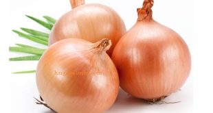 Harga Bawang Bombay Per Kilogram Terbaru