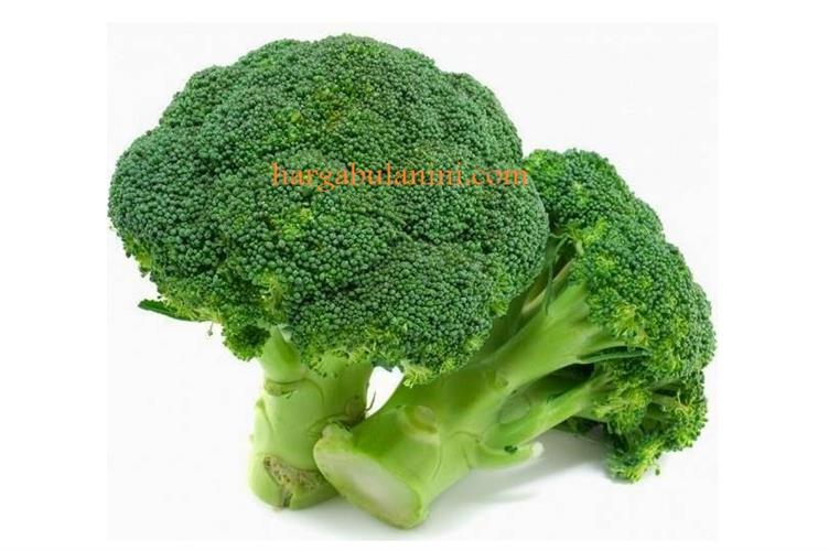 Harga Brokoli Per Kg Terbaru Februari 2020 HargaBulanIni com Harga Brokoli Per Kg Terbaru Februari 2020 HargaBulanIni com