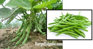 Harga Buncis Per Kilogram Terbaru Saat Ini