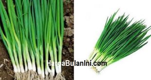Harga Daun Bawang Terbaru