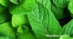 Harga Daun Mint Terbaru