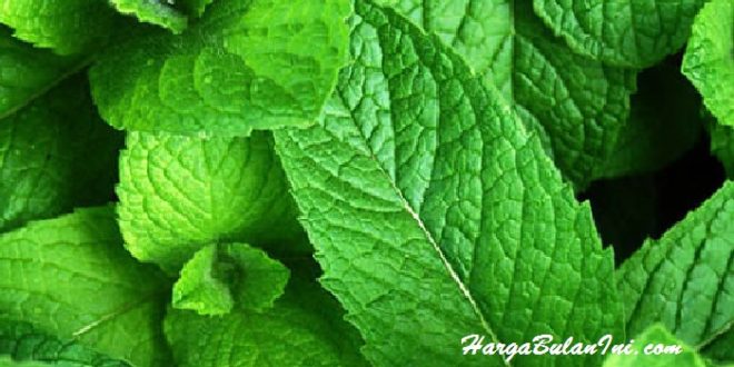 Harga Daun Mint Terbaru