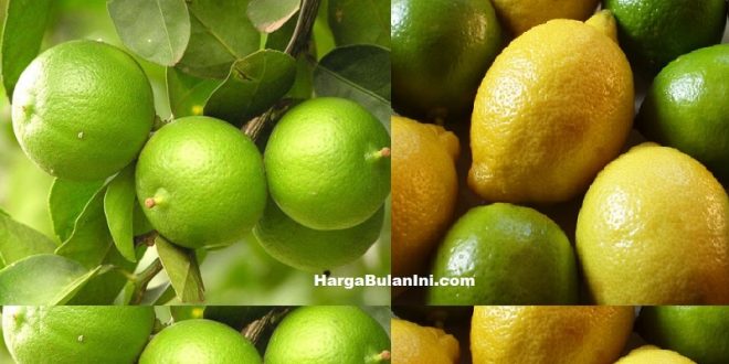 Harga Jeruk Lemon Lokal Saat Ini