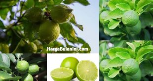 Harga Jeruk Nipis Per Kilo Terbaru