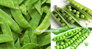 Harga Kacang Kapri Terbaru