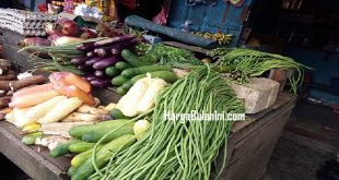 Harga Kacang Panjang Terbaru Saat Ini